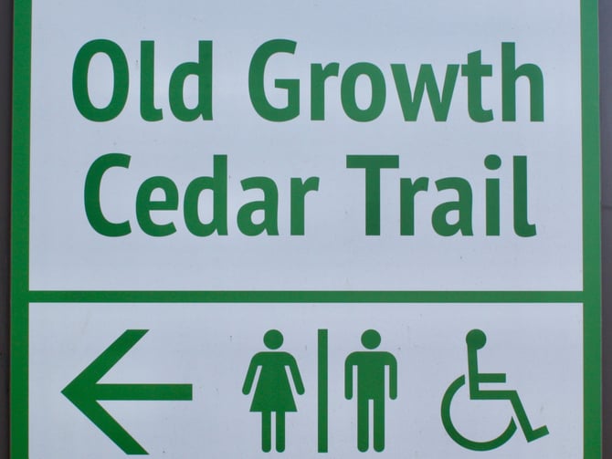 Boardwalk path through old growth cedar forest