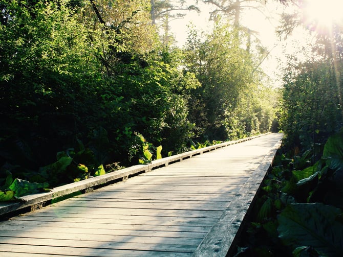 Old Growth Cedar Trail boardwalk surrounded by native plants